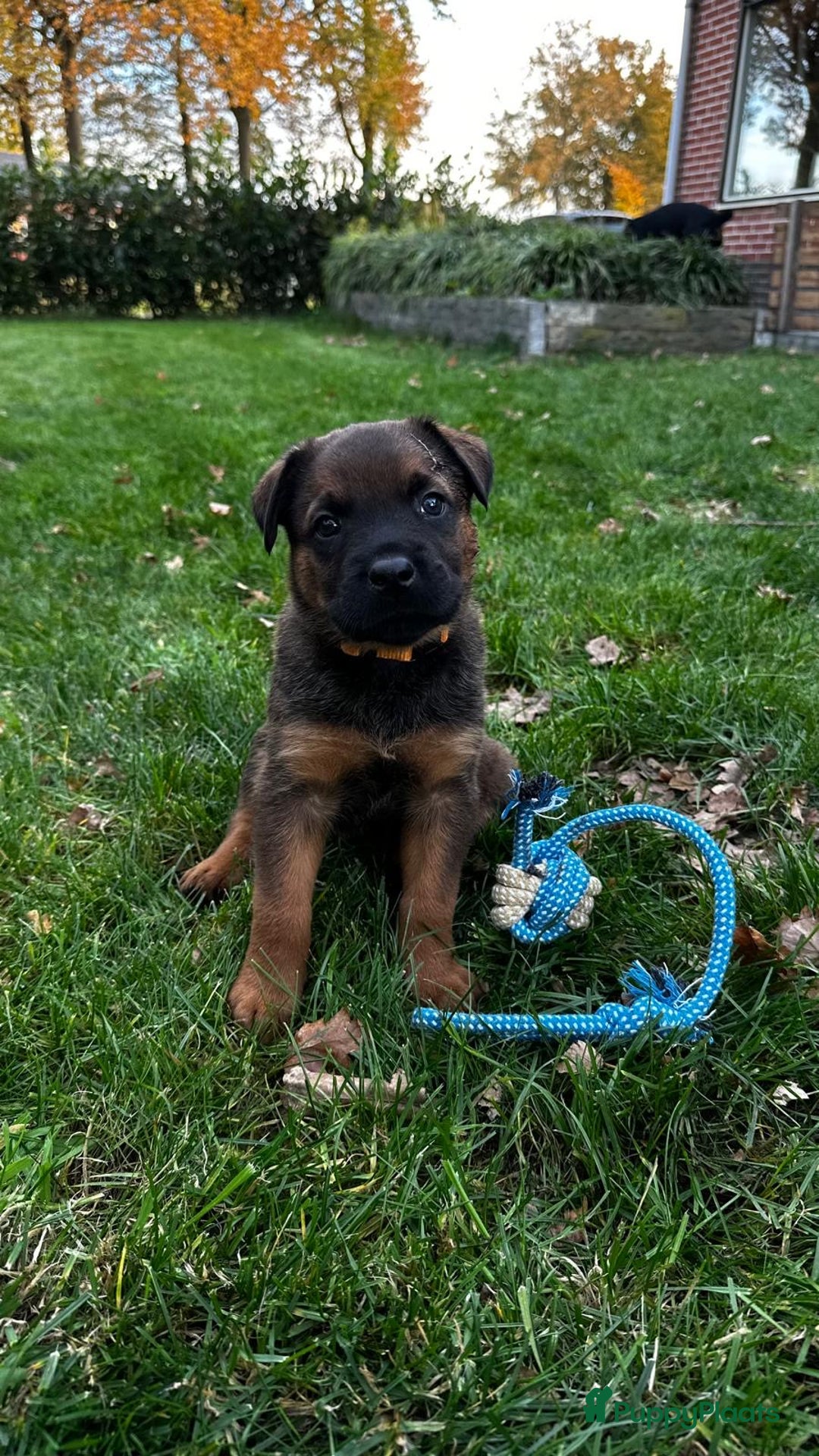 Kruising honden te koop: Mechelse herder & rotweiler - Advertentie 4