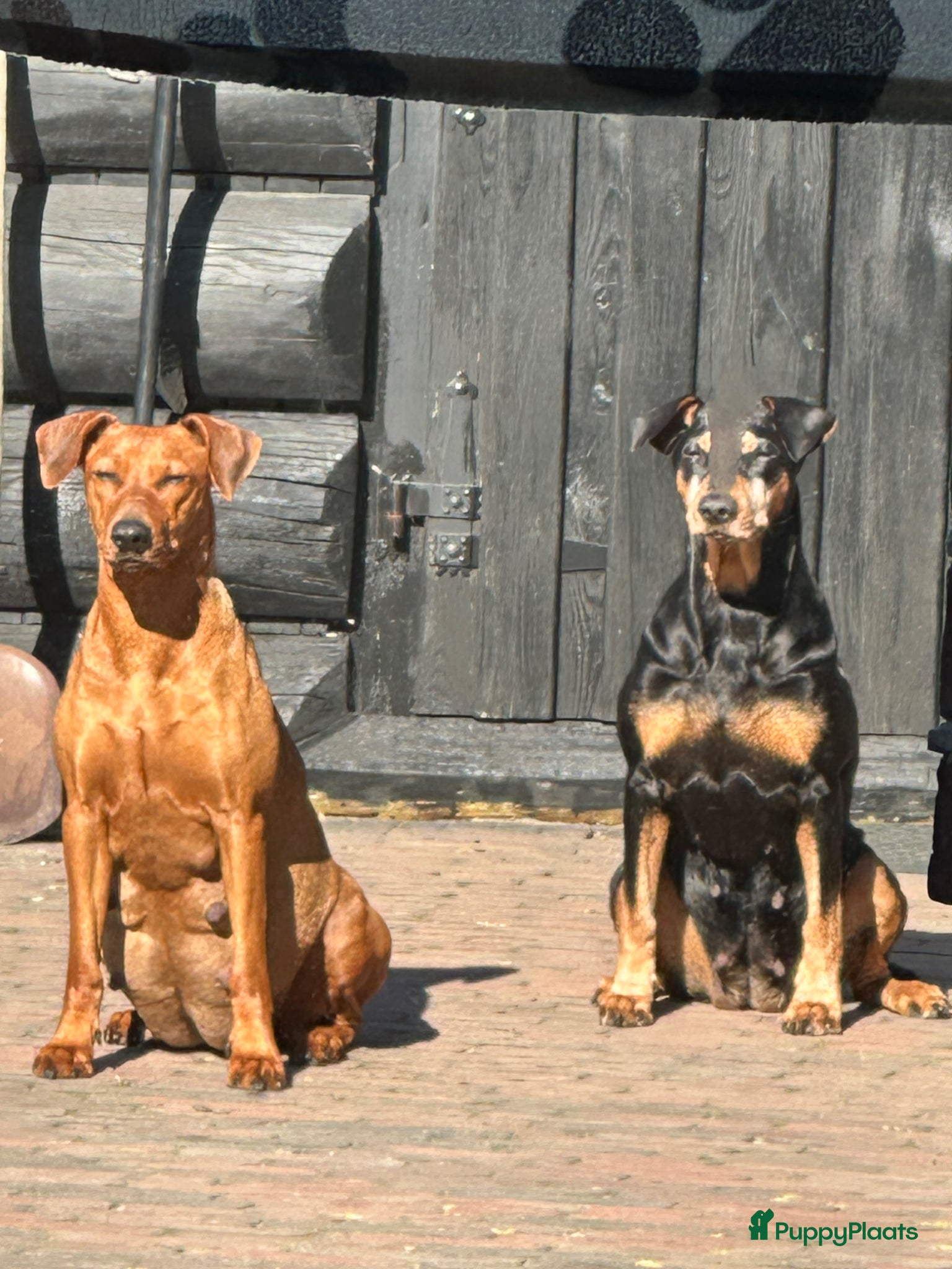 Duitse Pinscher honden Huiselijke omgeving opgegroeid  - Advertentie 1