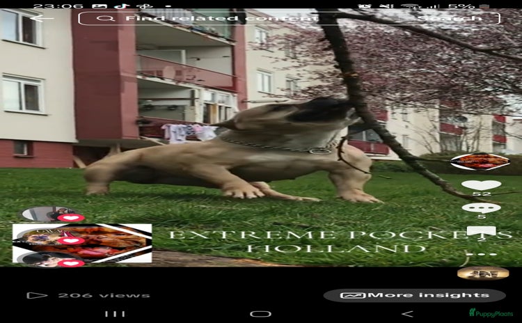 Amerikaanse Bully honden - Advertentie 2