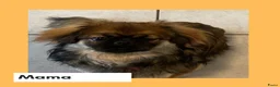 Tibetaanse Spaniel honden te koop: Tibetaanse spaniël pups  in Deurne - Advertentie 7