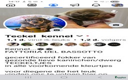 Teckel (korthaar)  honden te koop: De allermooiste dwergteckel pupjes!! - Afbeelding 26