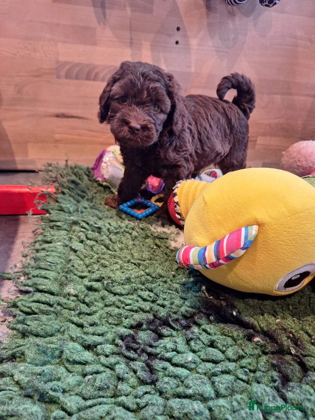 Kruising honden te koop: Australian labradoodle pups - Advertentie 14