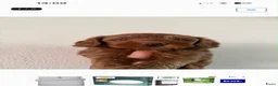 Australian Labradoodle honden te koop: Mini Australian labradoedel  in Oss - Advertentie 3