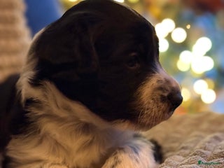 Kruising honden Border collie kruising - Advertentie 1