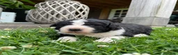 Kruising honden te koop: UNIEKE Wetterhoun X Australian Shepherd pups - Advertentie 6