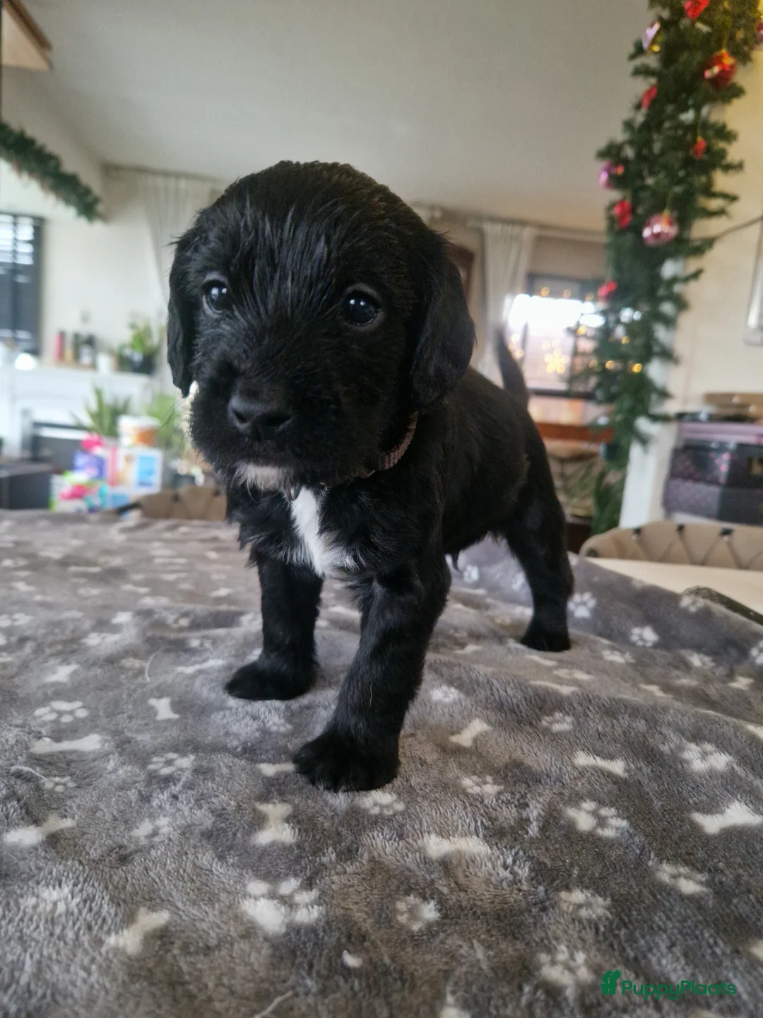 Kruising honden te koop: Labradoodle x greyhound mix - Advertentie 5