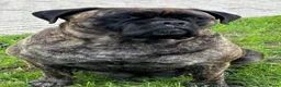 Bullmastiff honden te koop: Prachtige Bullmastiff Pups - Advertentie 8