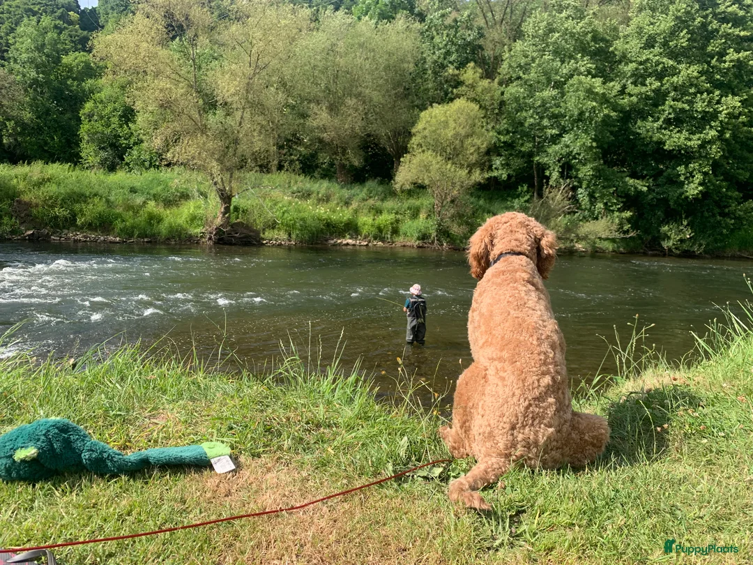 Australian Labradoodle honden ter dekking: Australian Labradoodle dekreu – volledig getest - Advertentie 20