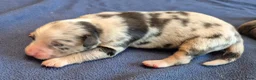 Kruising honden te koop: Australian shepherd x berner sennen (1/4) pups - Advertentie 9