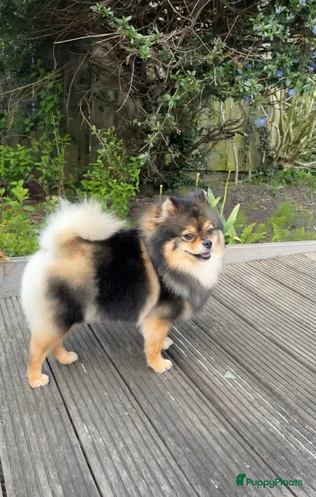 Kruising honden te koop: Pomeriaan pups - Advertentie 1