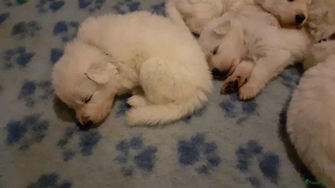 Zwitserse Witte Herdershond honden te koop: raszuivere lieve zwitserse witte herder pups in Nieuwland - Afbeelding 2