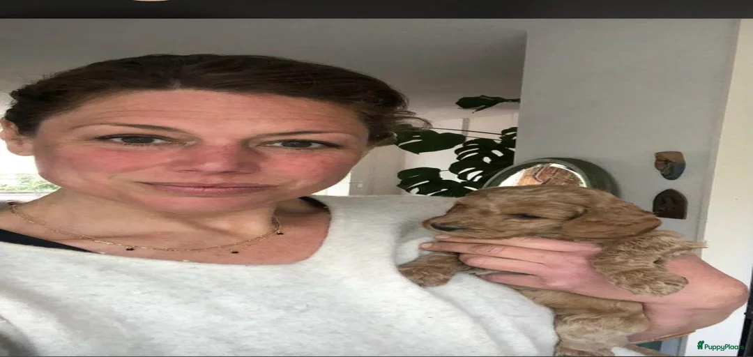 Galerij afbeelding {{count}}