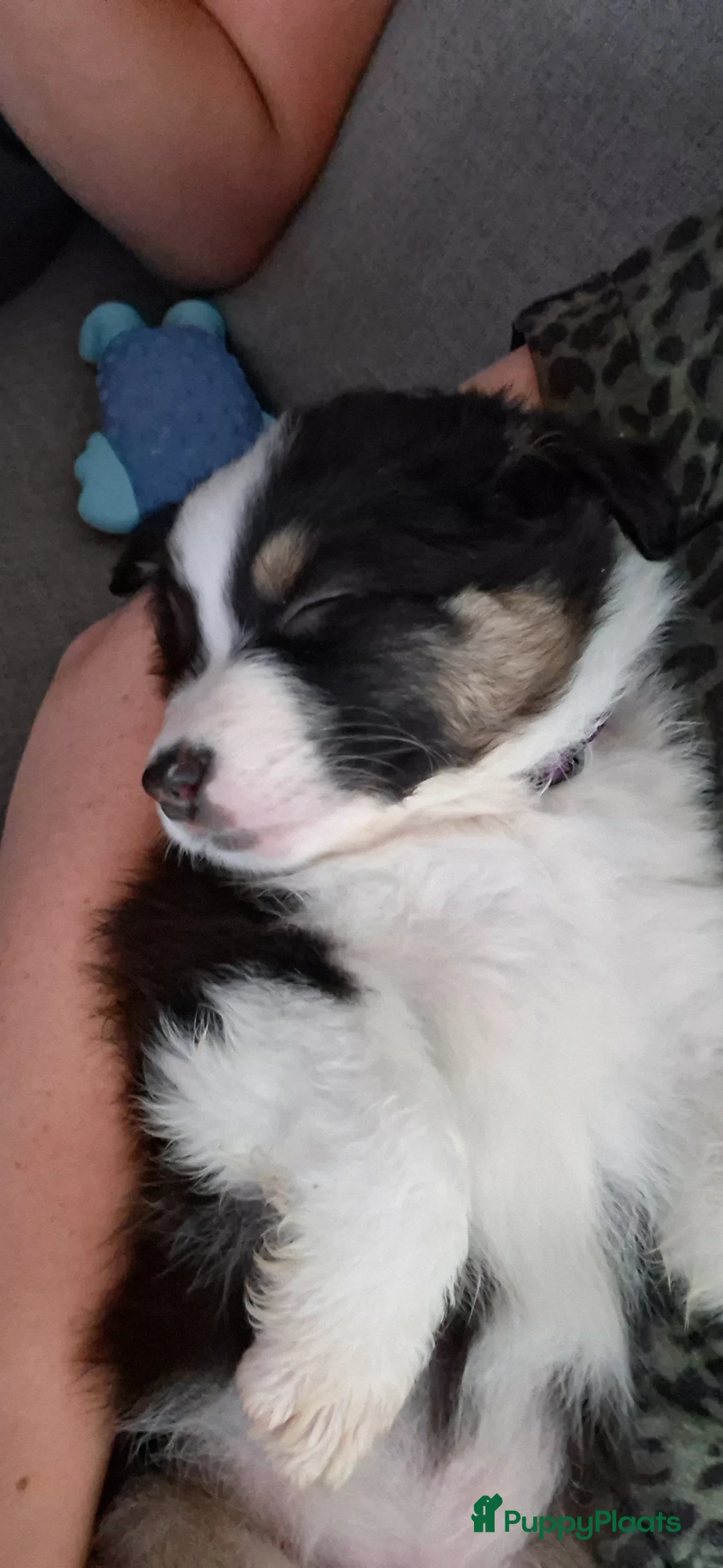 Australian Shepherd honden te koop: Australian Shepherd met stamboom - Advertentie 2