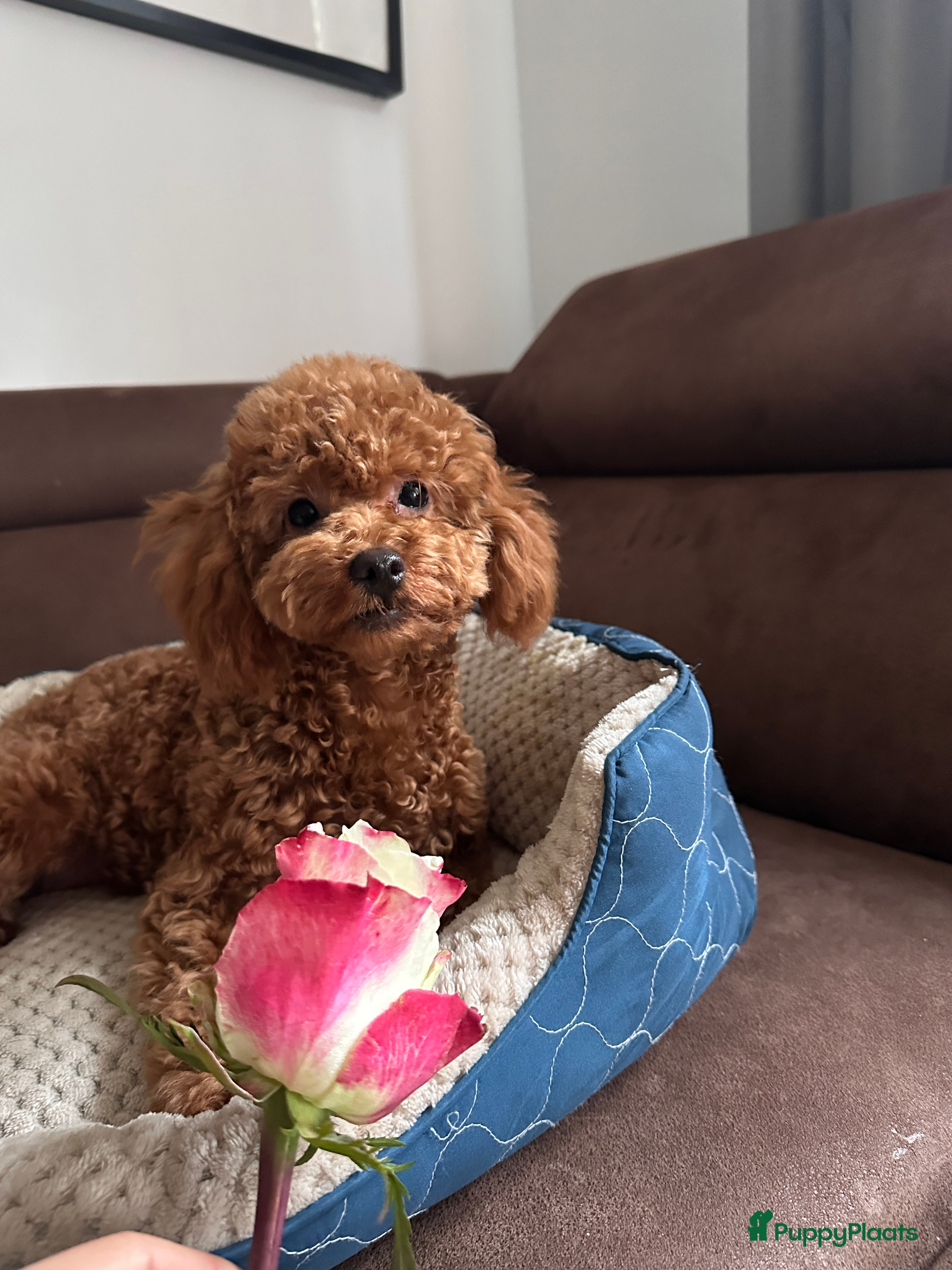 Poedel Toy honden Toy Poedel meisje zoekt familie - Advertentie 3