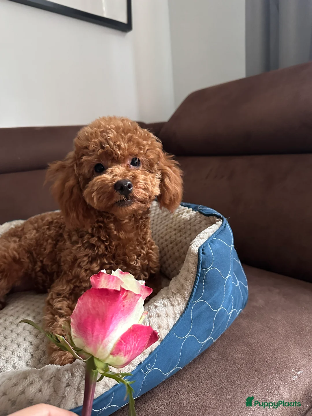 Poedel Toy honden te koop: Toy Poedel meisje zoekt familie - Advertentie 1