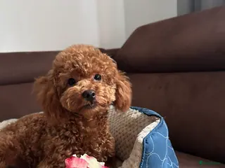 Poedel Toy honden Toy Poedel meisje zoekt familie - Advertentie 3