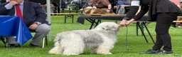 Polski Owczarek Nizinny honden te koop: Gouden mandje zoeken - Advertentie 4