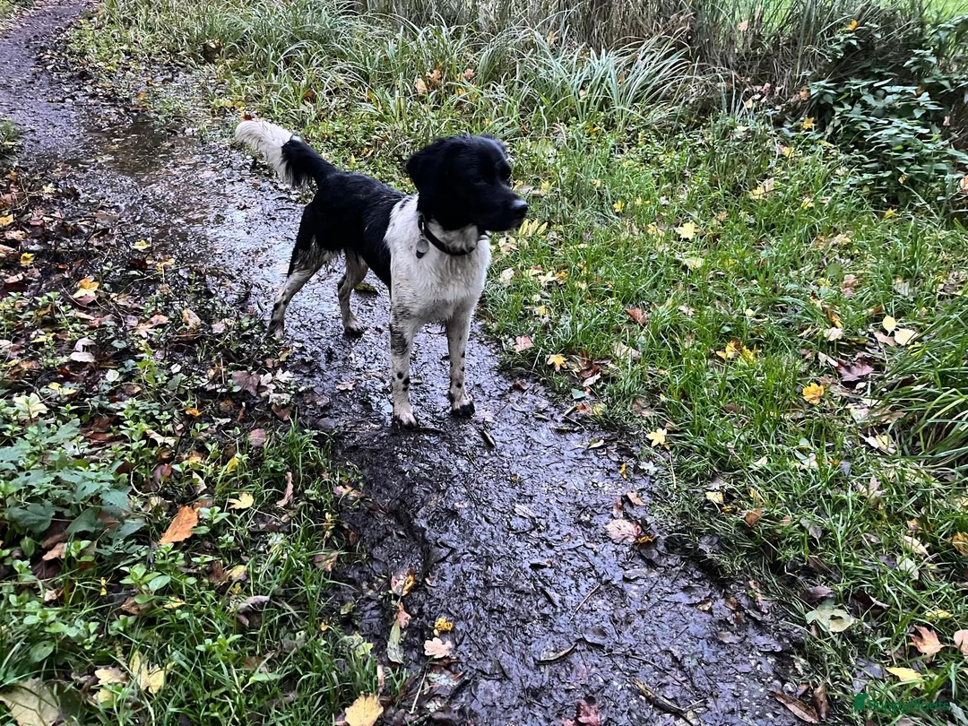 Kruising honden te koop: Lieve friese stabij x Labrador pups te koop - Advertentie 6
