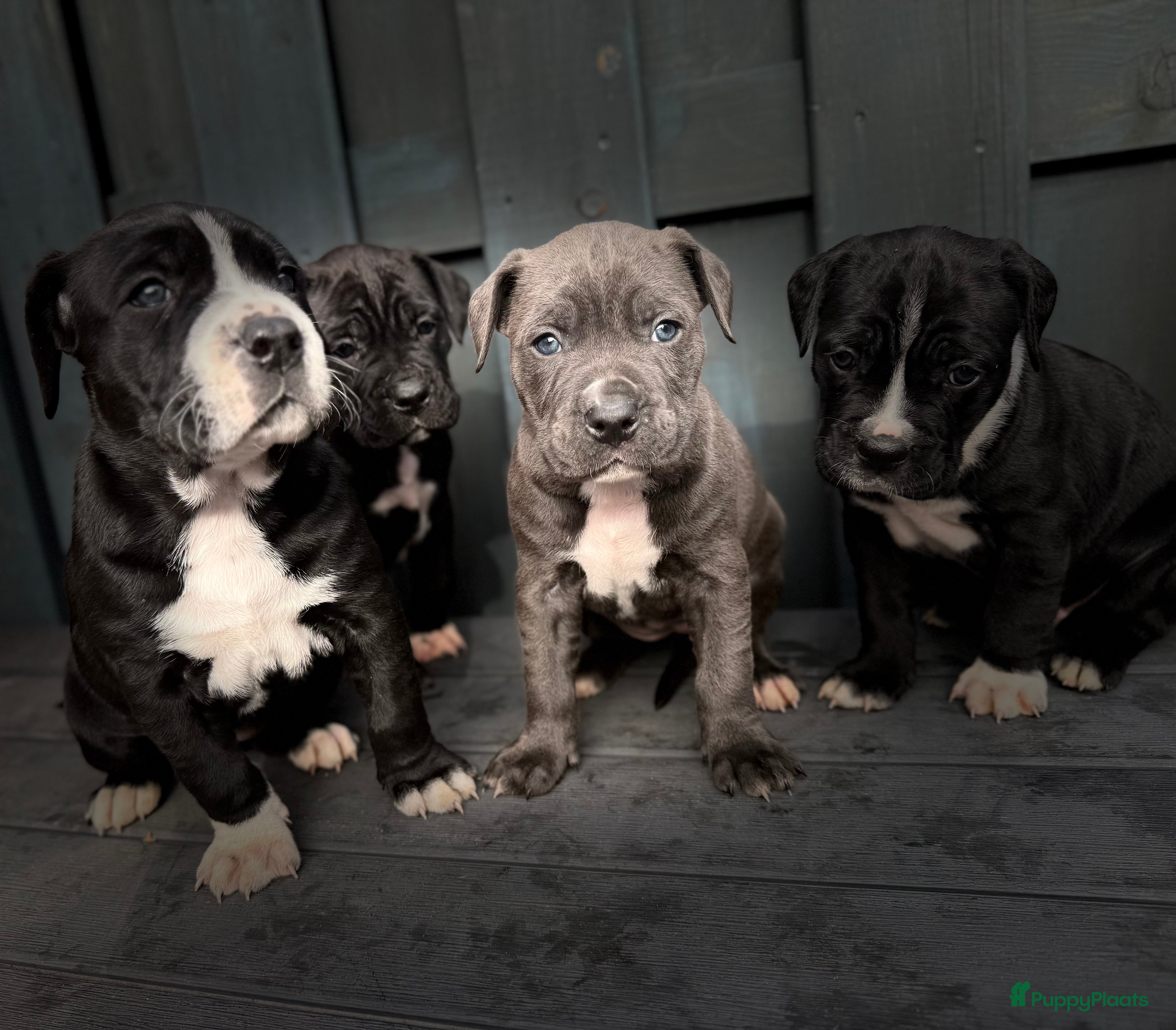 Kruising honden Cane corso x Pitbull Puppy’s  - Advertentie 1