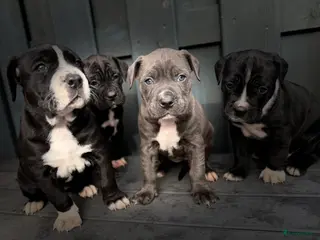 Kruising honden Cane corso x Pitbull Puppy’s - Advertentie 2