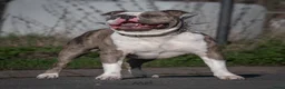 Amerikaanse Bully honden ter dekking: American Bully XL dekreu  - Advertentie 6