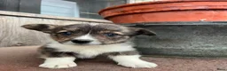Welsh Corgi Cardigan honden te koop: Prachtige Welsh Corgi pups zoeken een warme thuis - Advertentie 4