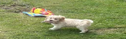 Maltipoo honden te koop: Maltipoo pups - Advertentie 3