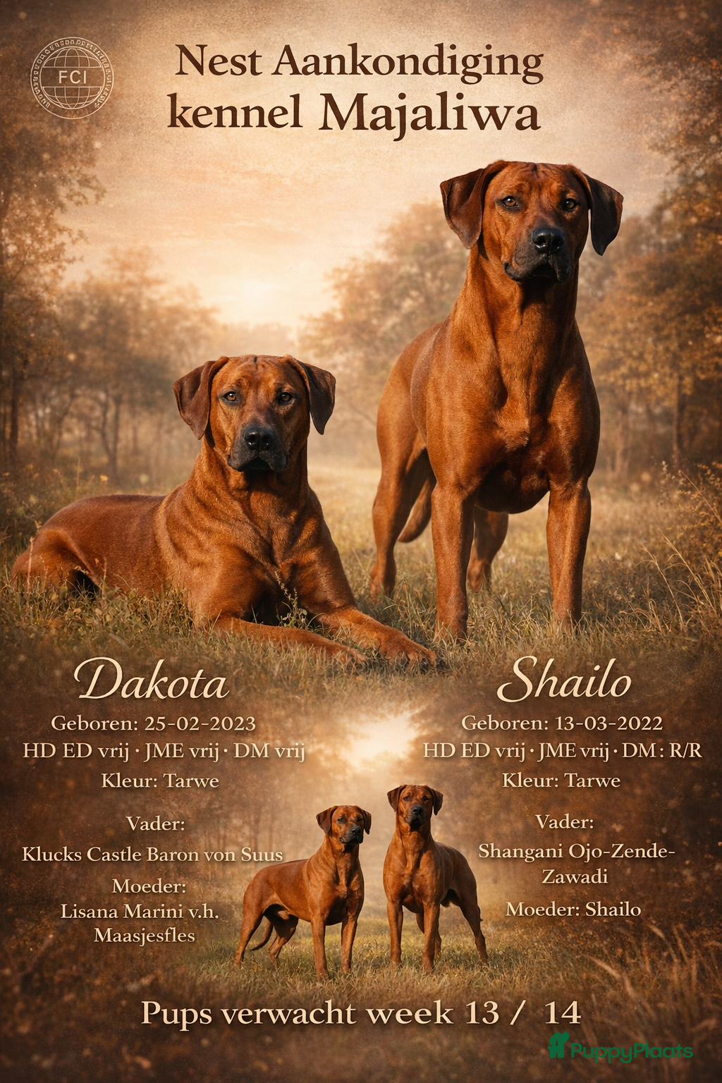 Rhodesian Ridgeback honden Nest verwachting Kennel Majaliwa - Advertentie 2