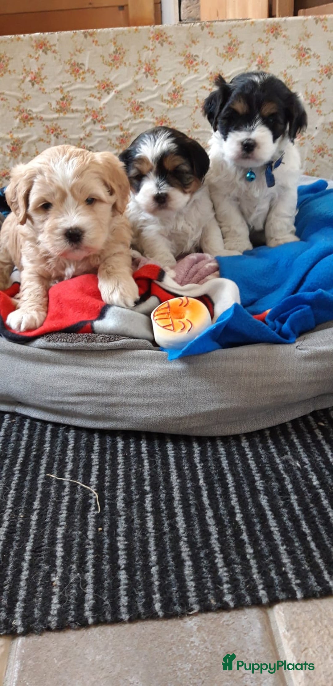 Kruising honden te koop: Schattige Boomer Puppy's - Advertentie 15