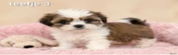Malshi honden te koop: Kleinblijvende boomer pups.Minimaltezer x shih tzu - Advertentie 1