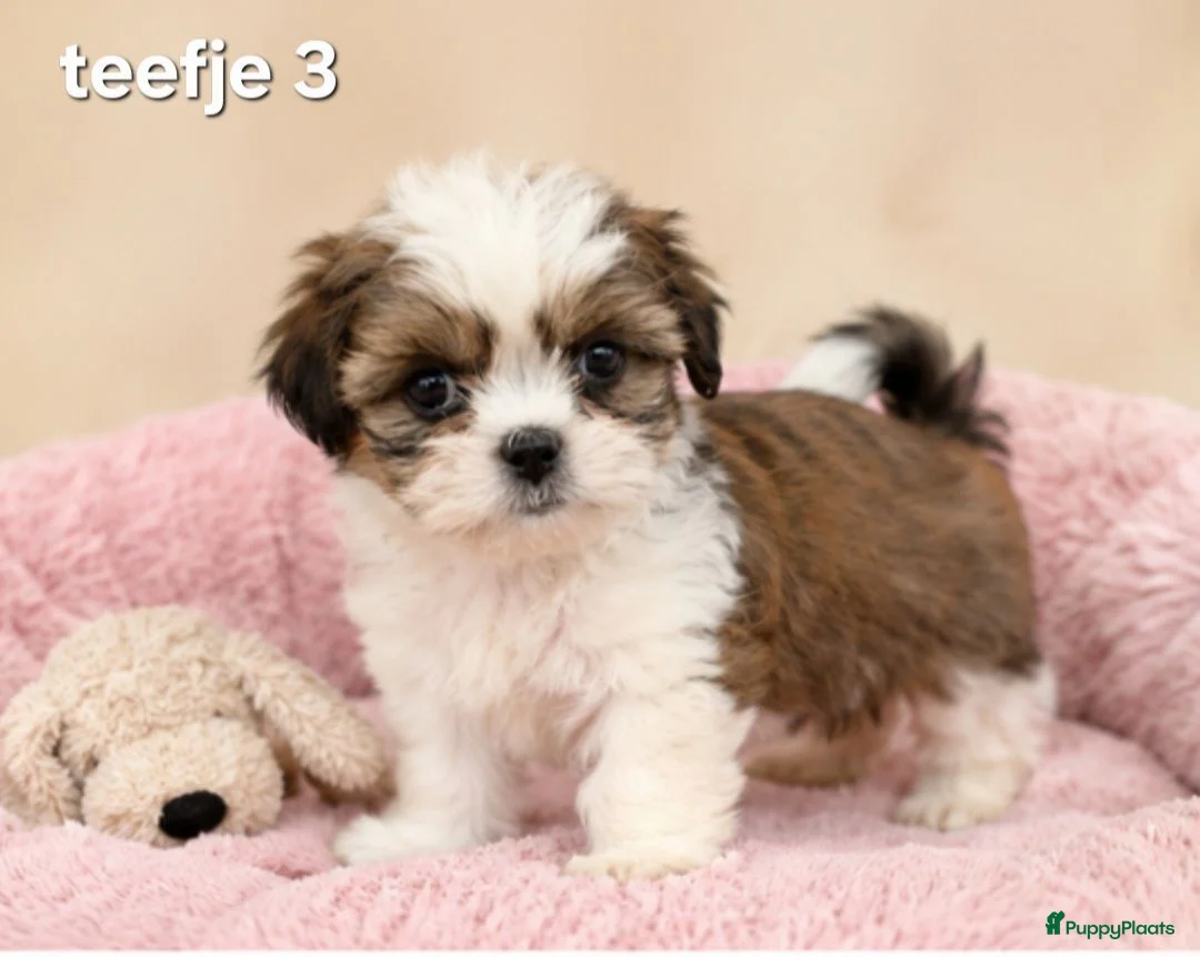 Malshi honden te koop: Kleinblijvende boomer pups.Minimaltezer x shih tzu - Advertentie 1