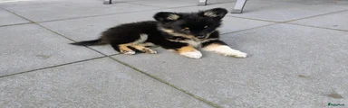 Kruising Puppy 2