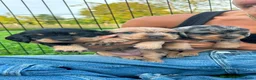 Ruwhaar Teckel honden te koop: Ruwharige teckel  in Leende - Advertentie 3