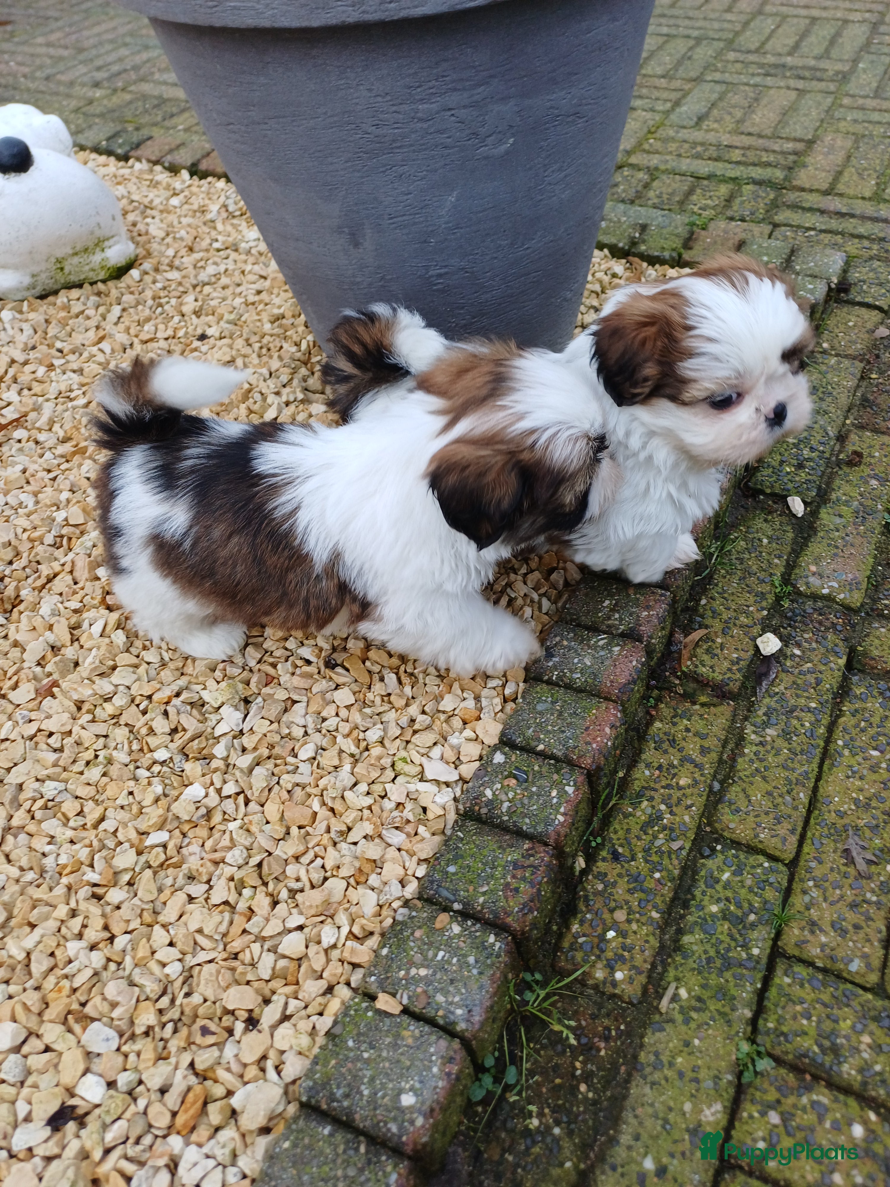 Shih Tzu honden Lieve leuke raszuiver shih tzu pups  - Advertentie 3