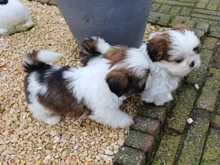 Shih Tzu honden Lieve leuke raszuiver shih tzu pups - Advertentie 3