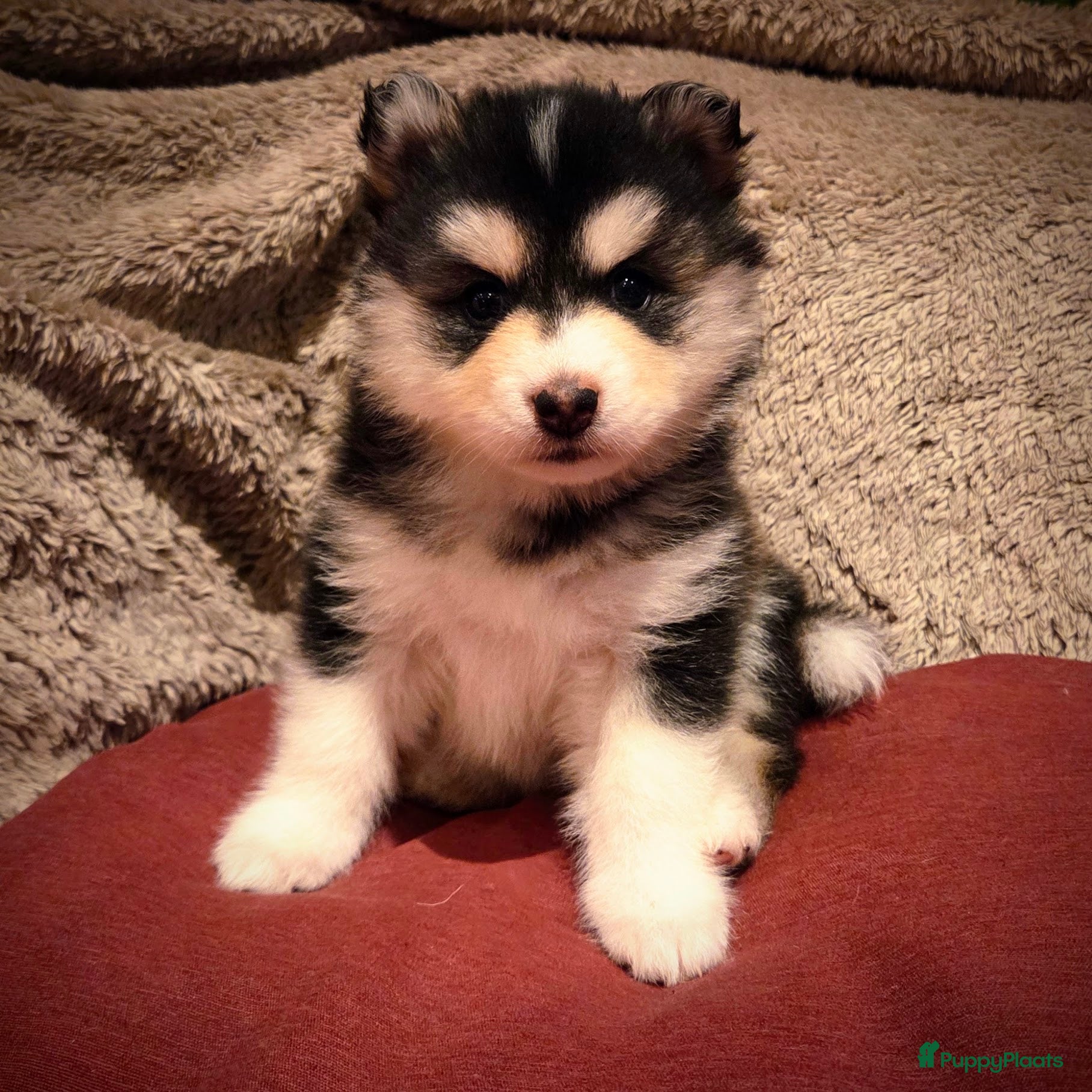 Pomsky honden Pomsky pups (mini husky) - Advertentie 1