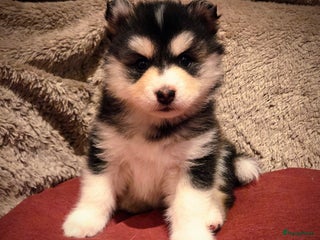 Pomsky honden Pomsky pups (mini husky) - Advertentie 17