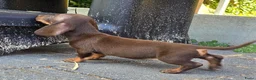 Dwergteckel honden te koop: Knapste teckel pups - Advertentie 9