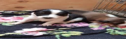 Kruising honden te koop:  Australian Shepherd (75%) x Bordercollie (25%) - Advertentie 19
