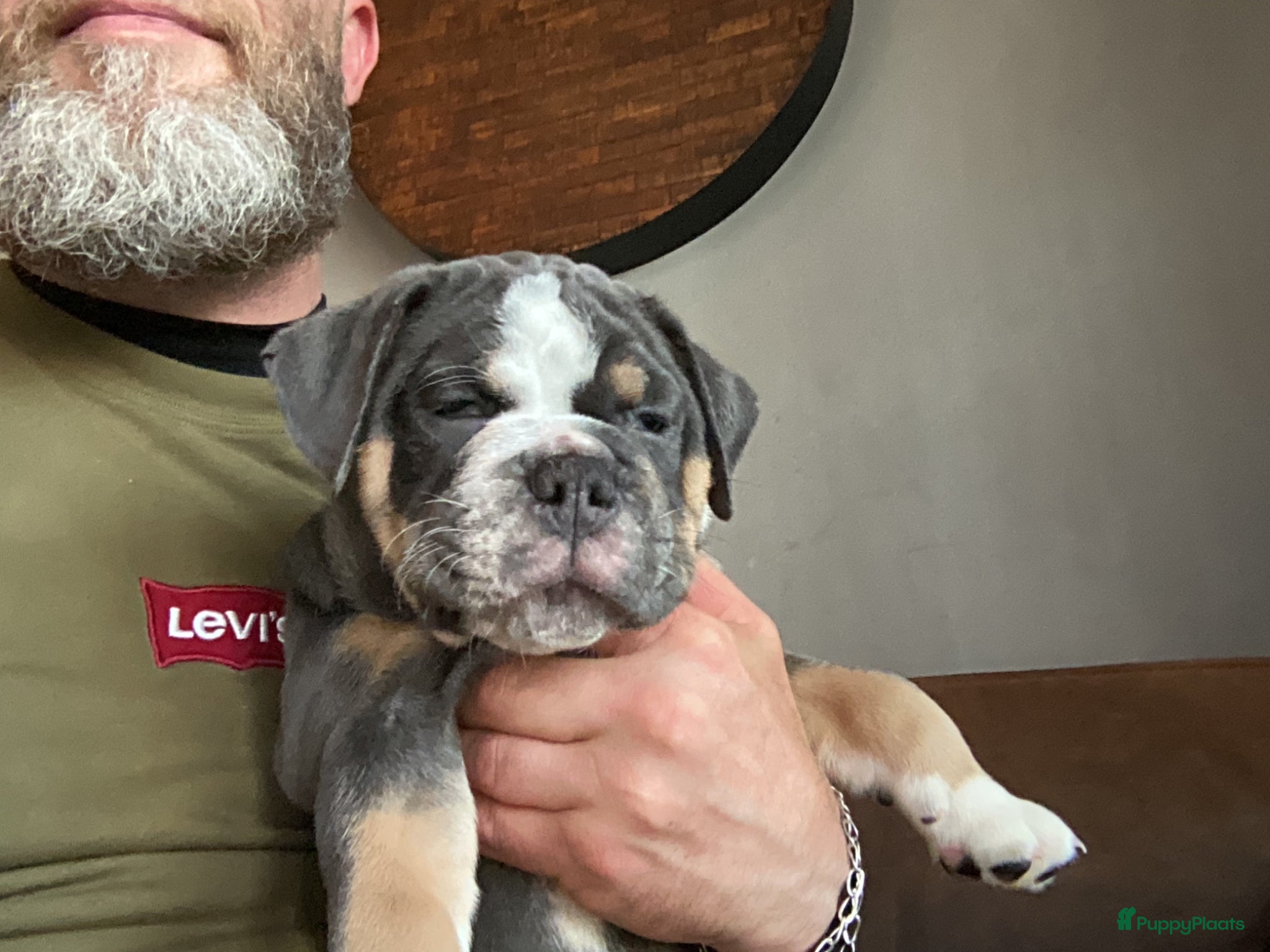 Old English Bulldog honden Prachtige Bulldog puppies - Advertentie 1