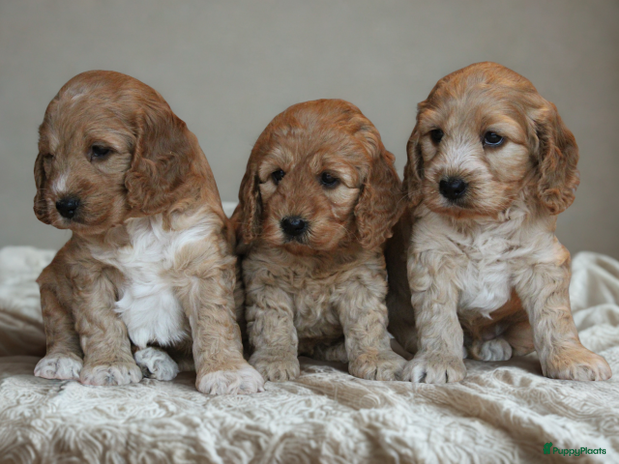 Cockapoo honden Knappe Cockapoo pups. - Advertentie 2