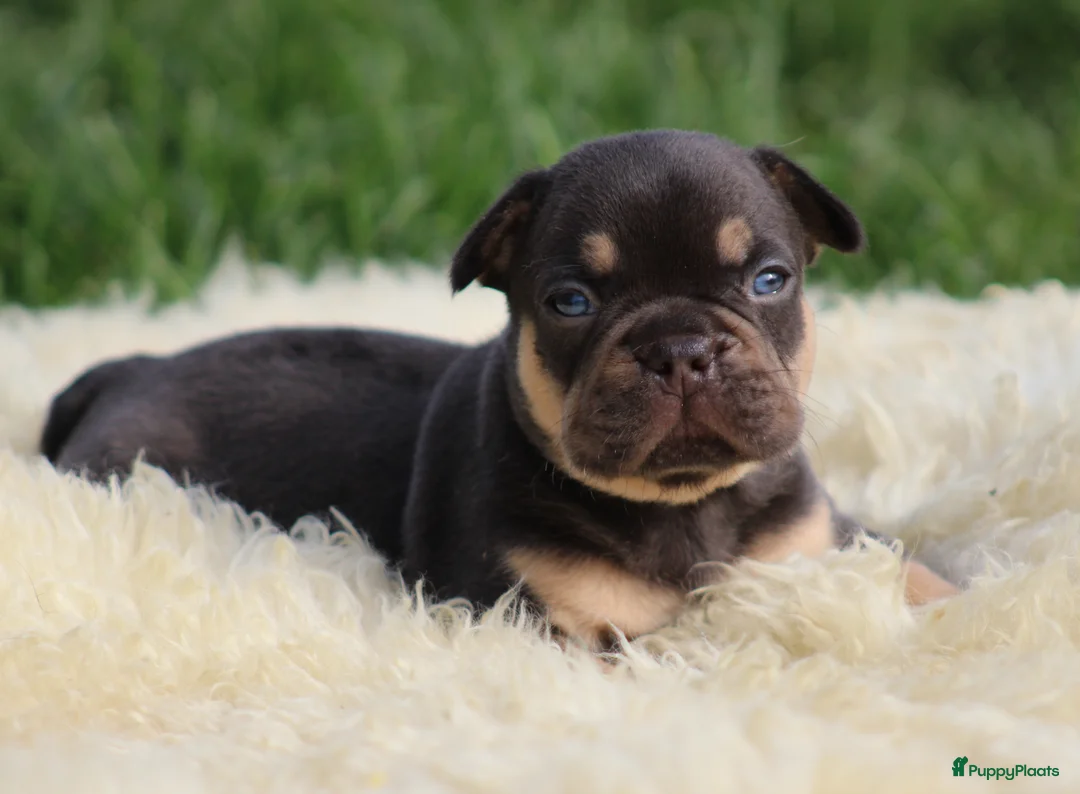 Franse Bulldog honden te koop: Franse Bulldog pups - Advertentie 2
