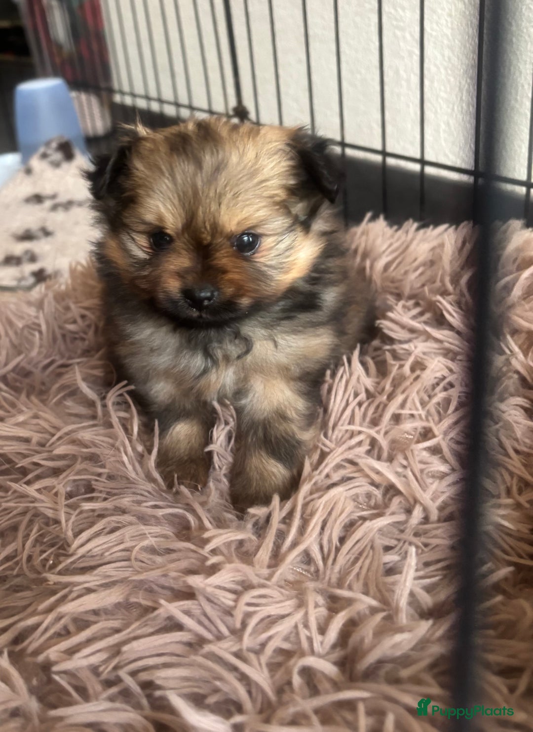 Pomeriaan honden te koop: Pomeranian /pomeriaan pups - Afbeelding 5