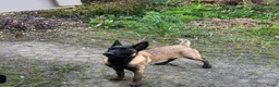 Mechelse Herder honden te koop: Mechelse herder  in Rotterdam - Advertentie 2