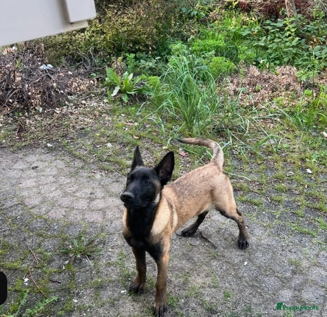 Mechelse Herder honden te koop: Mechelse herder  in Rotterdam - Advertentie 2