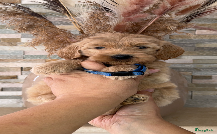 Goldendoodle honden - Advertentie 4