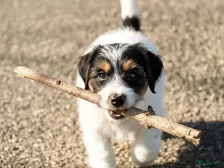 Jack Russel Terriër honden Jack Russell pup met stamboom - Advertentie 1