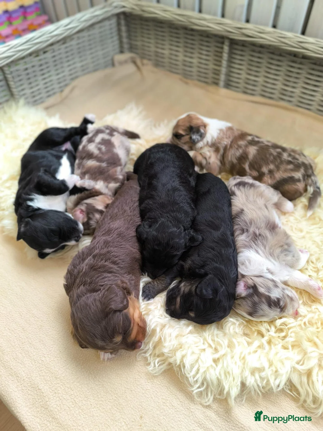 Aussiedoodle honden te koop: Mooie Aussidoodle pups 🥰 - Advertentie 12