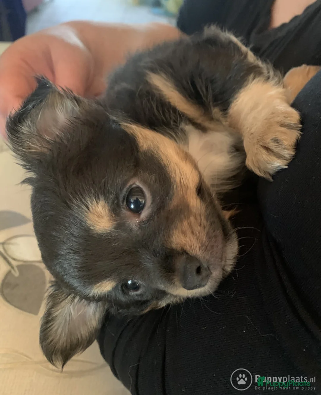 Chihuahua honden ter dekking: Grijze chihuahua Dekreu in Gendt - Advertentie 6