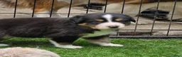 Australian Shepherd honden te koop: Prachtige Australian Shepherd puppy's geboren! - Advertentie 9